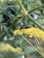 Ancistrocerus