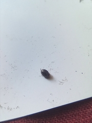 Rhyzobius lophanthae