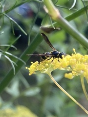 Ancistrocerus