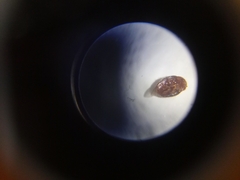 Rhyzobius lophanthae