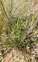 Struthiola