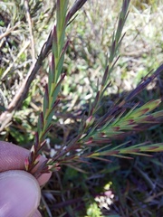 Struthiola