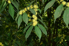 Ilex buergeri