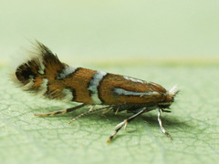 Phyllonorycter insignitella