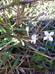 Struthiola