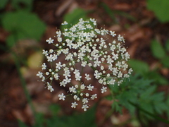 Pimpinella major