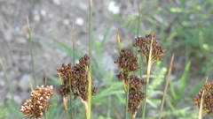 Juncus acutus