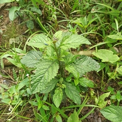 Stachytarpheta cayennensis