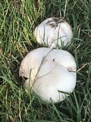 Agaricaceae