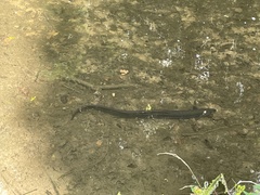 Anguilla anguilla