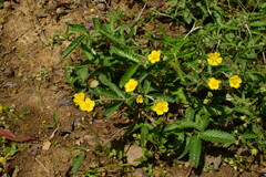 Potentilla discolor