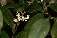 Symplocos paniculata