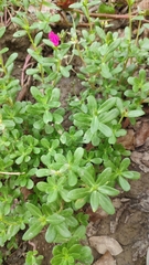 Portulaca