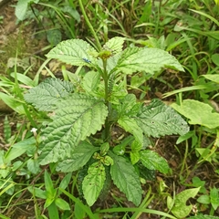 Stachytarpheta cayennensis