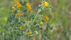 Medicago arborea
