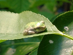 Hyla versicolor