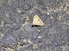 Microtheoris ophionalis