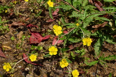 Potentilla discolor