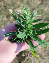 Axyris amaranthoides