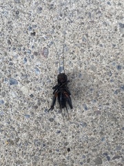 Gryllus