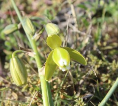 Albuca
