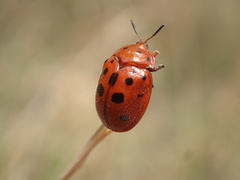 Chelymorpha phytophagica