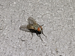 Calyptratae