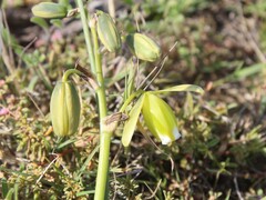 Albuca