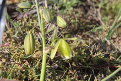 Albuca