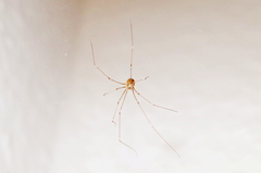 Pholcus phalangioides