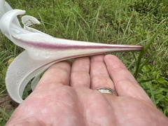 Lilium formosanum