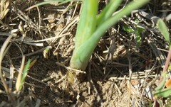 Albuca