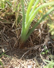 Albuca