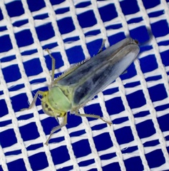 Cicadella viridis