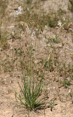Anthericum liliago