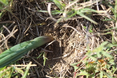 Albuca