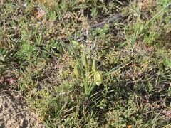 Albuca