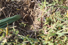 Albuca