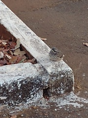 Mimus saturninus
