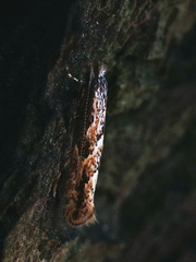 Phyllonorycter issikii
