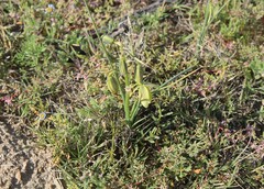 Albuca
