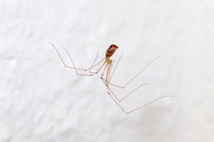 Pholcus phalangioides