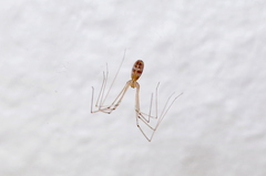 Pholcus phalangioides
