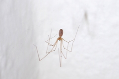 Pholcus phalangioides