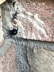 Latrodectus mactans