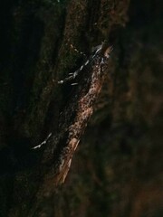 Phyllonorycter issikii