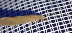 Oecetis ochracea