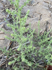 Salsola kali