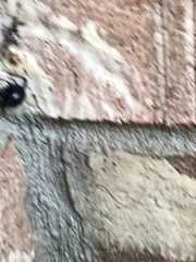 Latrodectus mactans