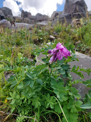 Hedysarum austrosibiricum